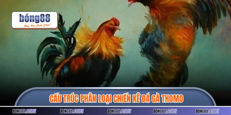Cấu trúc phân loại chiến kê đá gà thomo