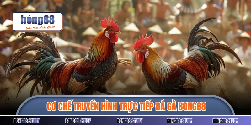 Cơ chế truyền hình trực tiếp đá gà BONG88