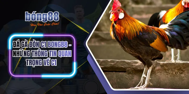 Đá gà đòn C1