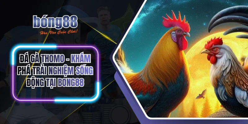 Đá gà thomo