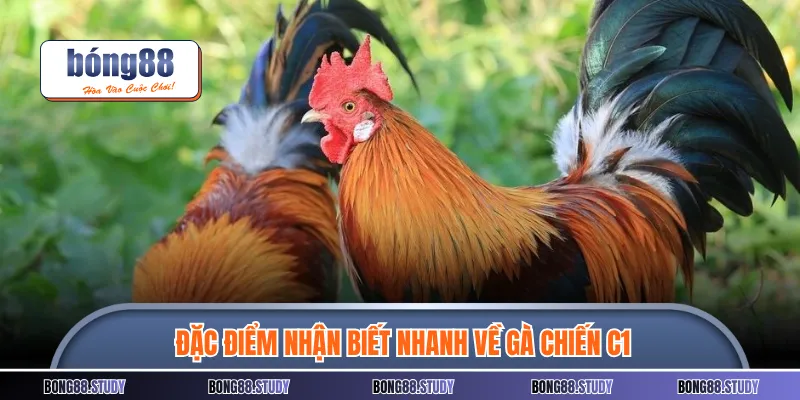 Đặc điểm nhận biết nhanh về gà chiến C1