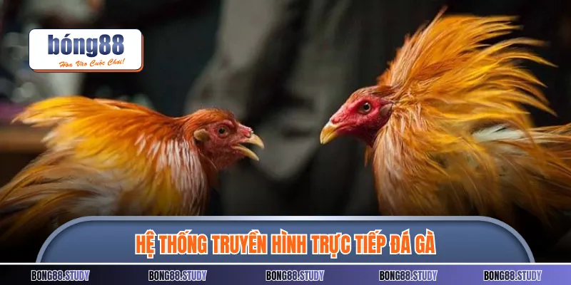Hệ thống truyền hình trực tiếp đá gà 
