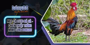 Mẹo cá cược đá gà