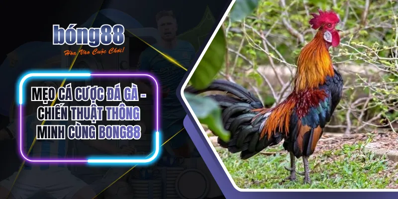 Mẹo cá cược đá gà