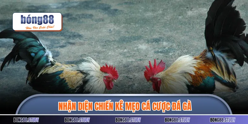 Nhận diện chiến kê mẹo cá cược đá gà