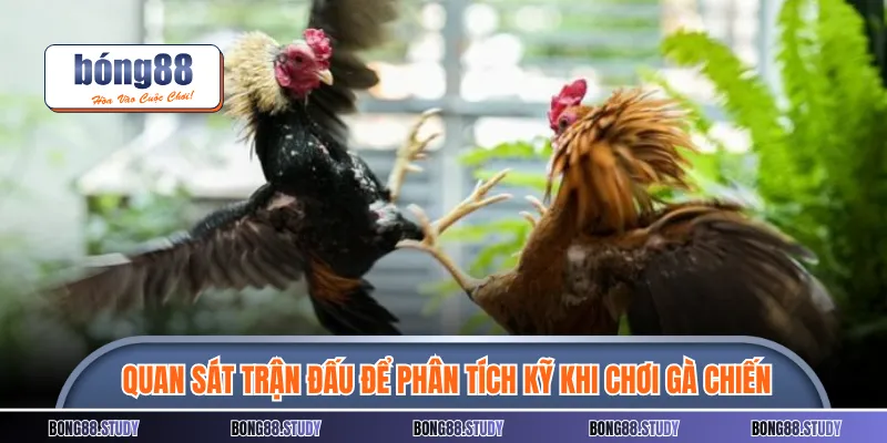 Quan sát trận đấu để phân tích kỹ khi chơi gà chiến