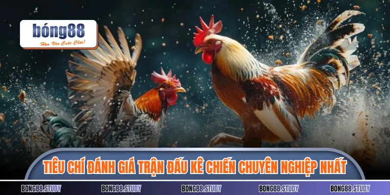 Tiêu chí đánh giá trận đấu kê chiến chuyên nghiệp nhất